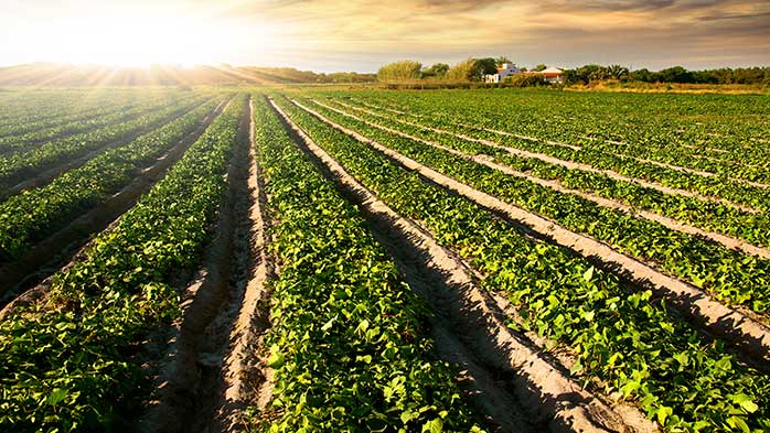 CRU and Yagro partner to improve Brazilian fertilizer market transparency